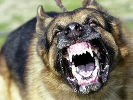 Cittadino esasperato in centro a Biella: “Accerchiato da tre cani rabbiosi mi sono messo a urlare”