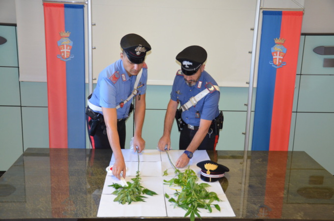 17enne denunciato per produzione di sostanze stupefacenti