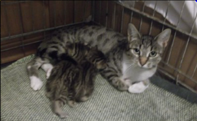 Gattini annegati e gettati tra i rifiuti, caccia all’autore