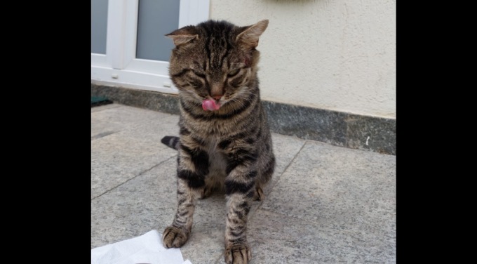 «Bocconi per cani farciti di vetro a Chiavazza». L’allarme sui social