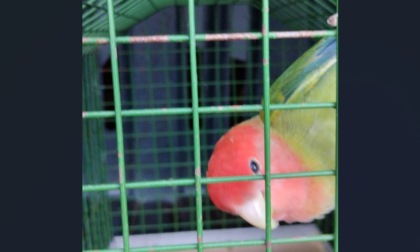 Trovato pappagallo nel parcheggio dell'Eurospin di via Rosselli