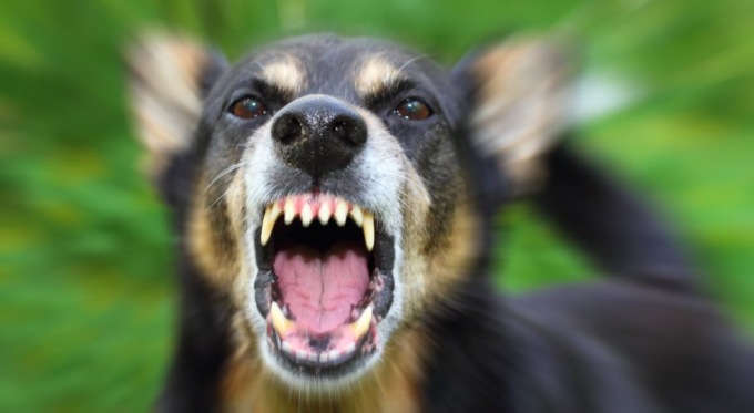 Tenta di rubare al supermercato poi scatena il suo cane contro il cassiere e il responsabile dell’esercizio