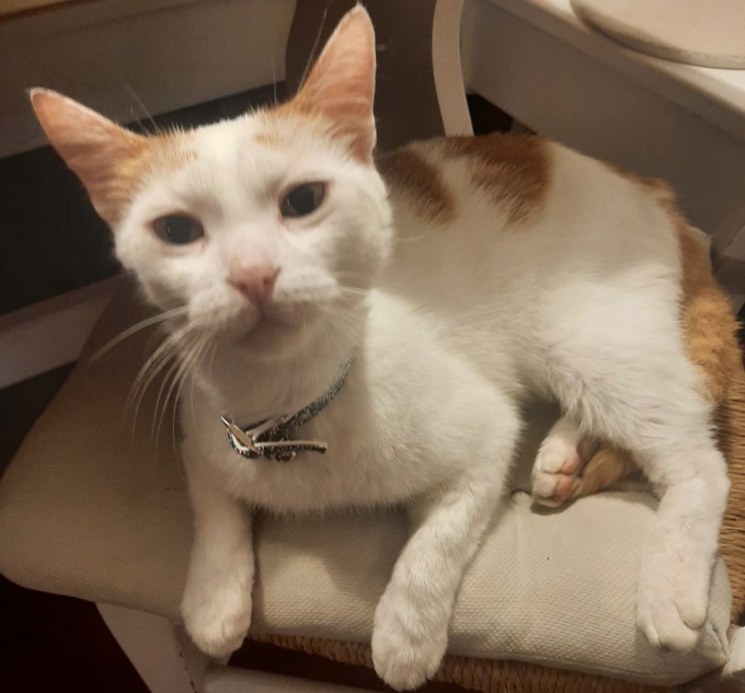 Trovato gatto ferito a Valdilana, appello ai proprietari