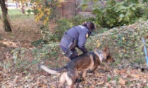Biella, un cane antidroga per la Polizia locale