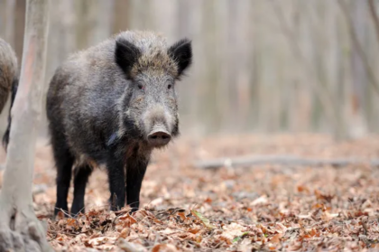 Danni da fauna selvatica, sarà risarcito l’83% dei danni periziati