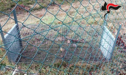 Mille euro di multa a una cinquantenne: aveva in giardino una trappola per la cattura di animali selvatici