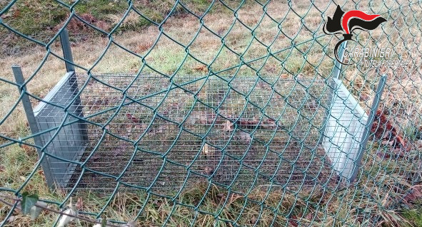 Mille euro di multa a una cinquantenne: aveva in giardino una trappola per la cattura di animali selvatici