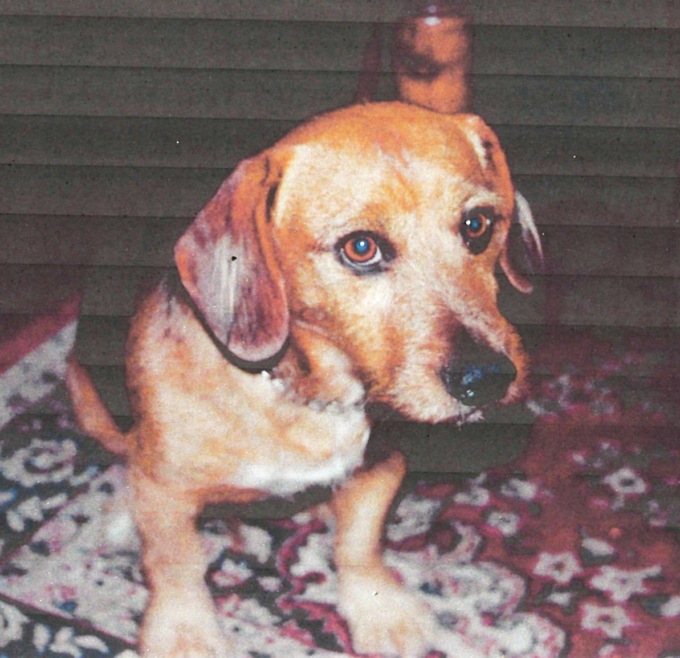 Cane smarrito a Zumaglia, l’appello: «Aiutatemi a ritrovare Budino»