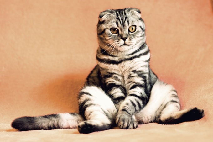 Giornata Nazionale del Gatto, ecco le vostre foto