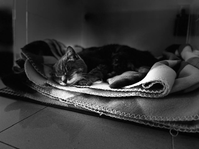 È morta Ghina, la gattina che ad aprile avrebbe compiuto 26 anni