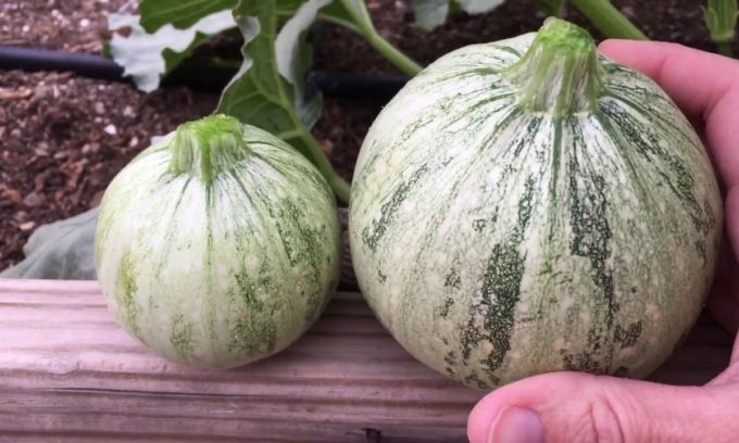 In regalo con Eco di Biella lo zucchino tondo di Nizza