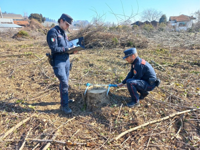Fanno sparire un’intero boschetto a Chiavazza: sanzionati dai Carabinieri forestali