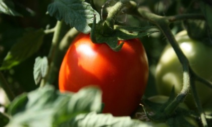 In regalo con Eco di Biella il pomodoro nano Rio Grande