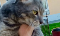 Bioglio, il gatto Radicchio cade in una intercapedine: salvato dai Vigili del Fuoco