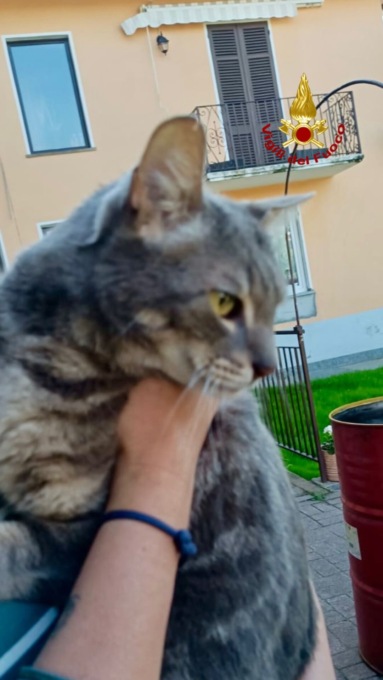 Bioglio, il gatto Radicchio cade in una intercapedine: salvato dai Vigili del Fuoco