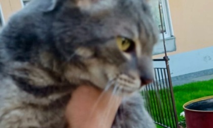 Bioglio, il gatto Radicchio cade in una intercapedine: salvato dai Vigili del Fuoco