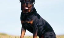 Rottweiler supera la recinzione di casa per aggredire e uccidere un meticcio femmina di piccola taglia