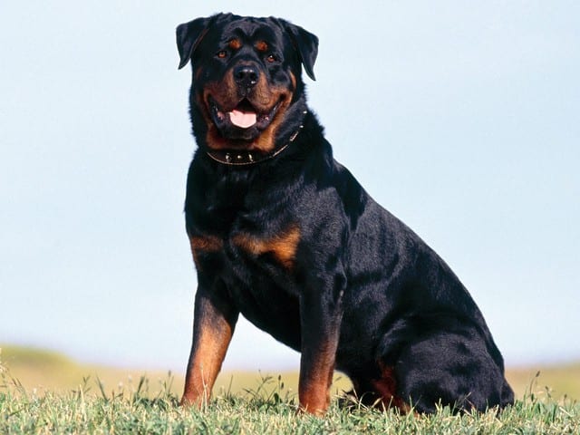 Rottweiler supera la recinzione di casa per aggredire e uccidere un meticcio femmina di piccola taglia