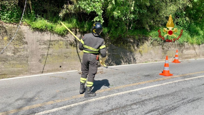 albero precipita sul cavo elettrico
