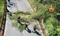 Un albero precipita sul cavo elettrico: intervengono i Vigili del Fuoco