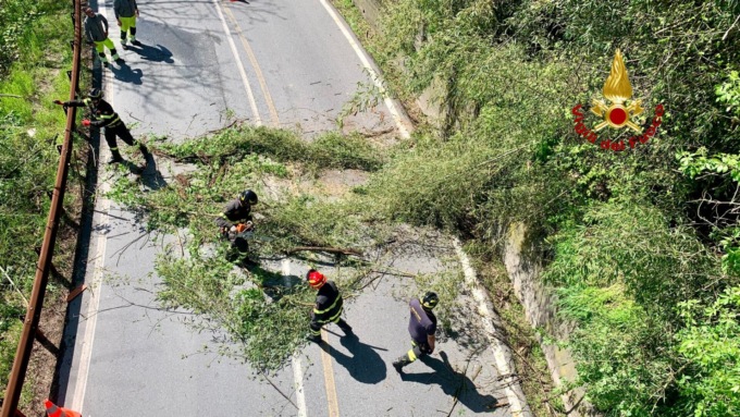 Un albero precipita sul cavo elettrico: intervengono i Vigili del Fuoco
