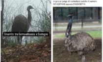 Caccia a un grosso emù scomparso nei boschi del Biellese