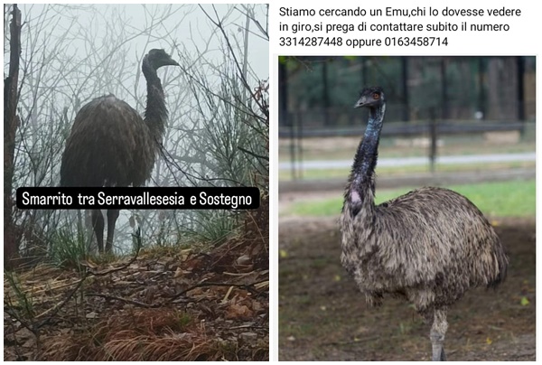 Caccia a un grosso emù scomparso nei boschi del Biellese