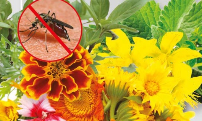 In regalo con Eco di Biella i fiori antizanzare