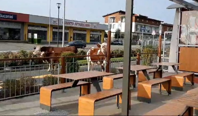Due mucche e un vitellino invadono… un McDonald’s nel Biellese