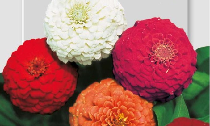 In regalo con con Eco di Biella coloratissime zinnie nane pompon
