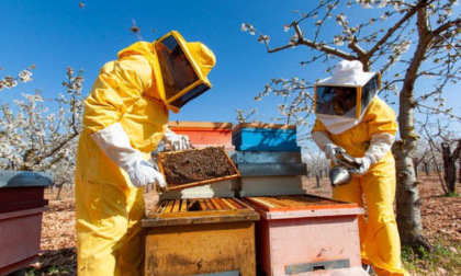 Derubata azienda agricola che produce miele ad Andorno