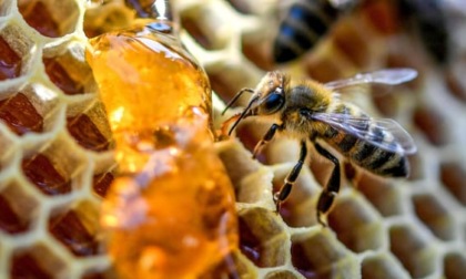 Giornata mondiale delle api: SOS di Coldiretti per il miele estero