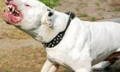 Cane boxer azzannato a morte da due pit bull sotto gli occhi del padrone