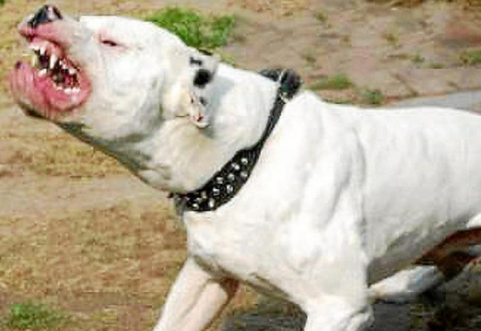 Cane boxer azzannato a morte da due pit bull sotto gli occhi del padrone