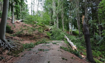 Maltempo, rami e piante abbattute in Burcina: "Il parco non è accessibile"