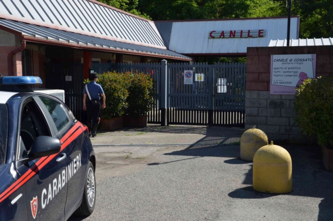 Abbandonano due cani legandoli sotto la pioggia, deferiti un uomo e una donna