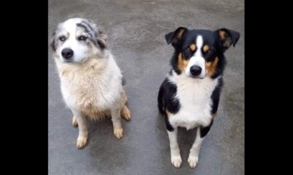 Domani “Dona la Spesa” per gli animali meno fortunati