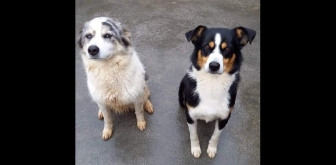 Domani “Dona la Spesa” per gli animali meno fortunati