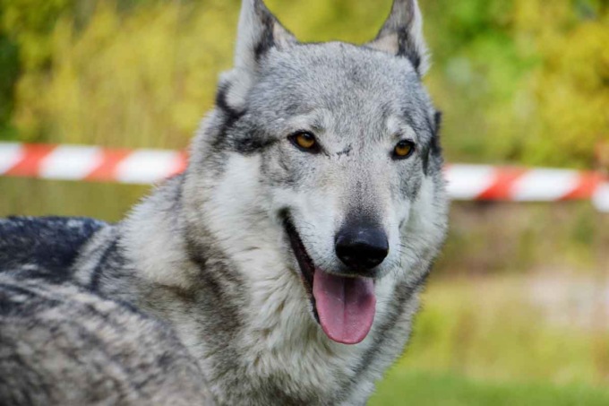 Anziana azzannata da un lupo cecoslovacco a Cossato