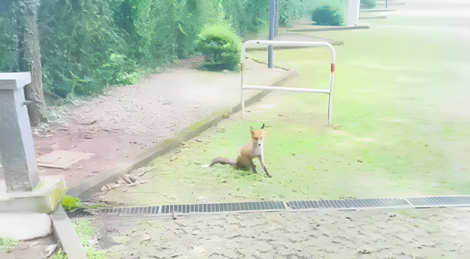 Una dolcissima volpe accoglie i visitatori al Parco della Burcina