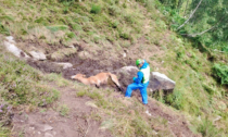 Mucca uccisa da un fulmine, recuperata dall'elicottero all'Alpe Peccia in Valsessera