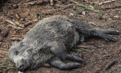 Cinghiale in decomposizione ritrovato a Camandona