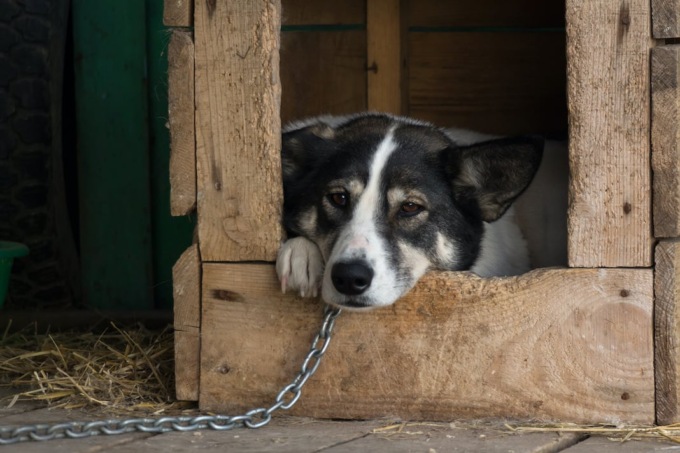 Lega il cane in un campo di mais: «Deterrente contro gli animali»