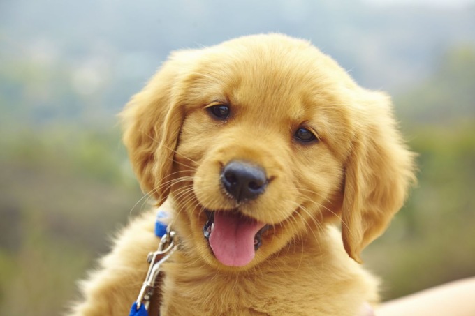 Valdengo, litigano per l’affidamento… Di un cane