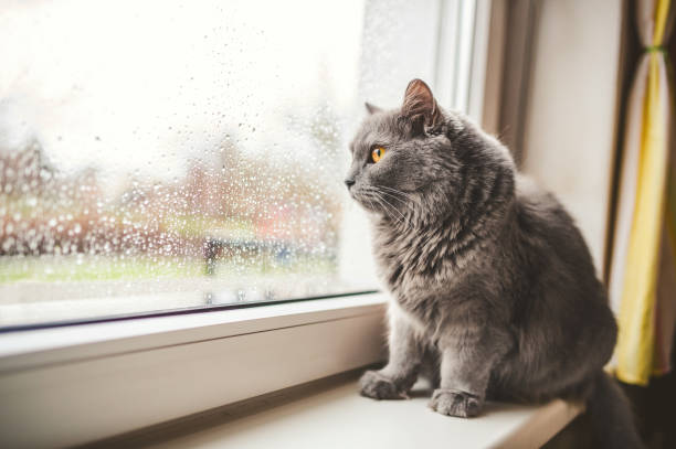 Non era un topo d’appartamento… era un gatto