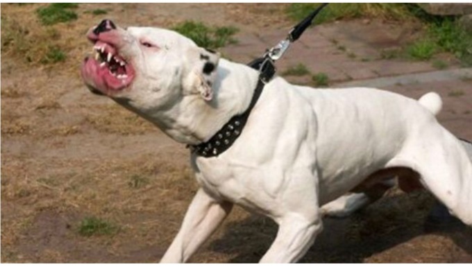 Yorkshire sbranato da un pit bull al Gorgo Moro. Scoppia lite tra i proprietari, arrivano i Carabinieri