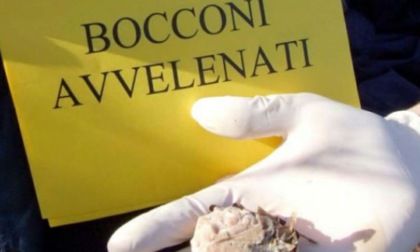 Bocconcini per cani avvelenati: il messaggio shock in un'area verde