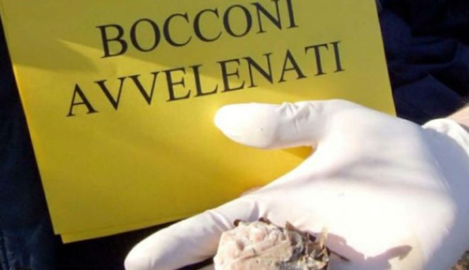 Bocconcini per cani avvelenati: il messaggio shock in un’area verde