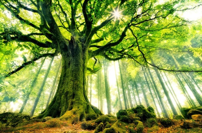 Giovedì 21 novembre sarà la Giornata Nazionale degli Alberi