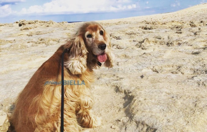 Cockerina sbranata da due pitbull